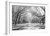 Live Oaks and Spanish Moss Wormsloe State Historic Site Savannah GA-null-Framed Photographic Print