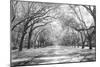 Live Oaks and Spanish Moss Wormsloe State Historic Site Savannah GA-null-Mounted Photographic Print