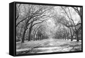 Live Oaks and Spanish Moss Wormsloe State Historic Site Savannah GA-null-Framed Stretched Canvas