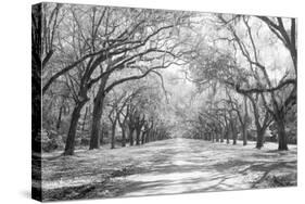 Live Oaks and Spanish Moss Wormsloe State Historic Site Savannah GA-null-Stretched Canvas