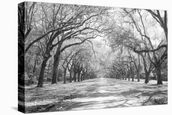 Live Oaks and Spanish Moss Wormsloe State Historic Site Savannah GA-null-Stretched Canvas