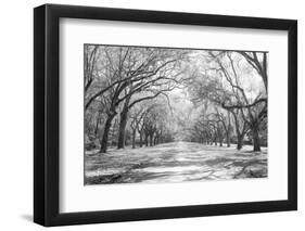 Live Oaks and Spanish Moss Wormsloe State Historic Site Savannah GA-null-Framed Photographic Print