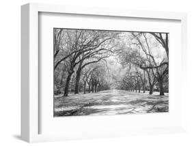 Live Oaks and Spanish Moss Wormsloe State Historic Site Savannah GA-null-Framed Photographic Print