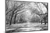 Live Oaks and Spanish Moss Wormsloe State Historic Site Savannah GA-null-Mounted Photographic Print