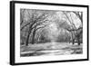 Live Oaks and Spanish Moss Wormsloe State Historic Site Savannah GA-null-Framed Photographic Print