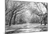 Live Oaks and Spanish Moss Wormsloe State Historic Site Savannah GA-null-Mounted Photographic Print