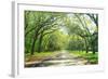 Live Oaks and Spanish Moss Wormsloe State Historic Site Savannah GA-null-Framed Photographic Print