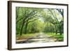 Live Oaks and Spanish Moss Wormsloe State Historic Site Savannah GA-null-Framed Photographic Print