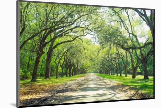 Live Oaks and Spanish Moss Wormsloe State Historic Site Savannah GA-null-Mounted Photographic Print