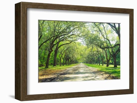 Live Oaks and Spanish Moss Wormsloe State Historic Site Savannah GA-null-Framed Photographic Print