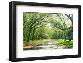 Live Oaks and Spanish Moss Wormsloe State Historic Site Savannah GA-null-Framed Photographic Print