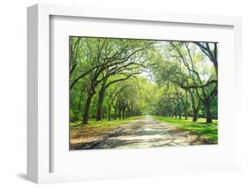 Live Oaks and Spanish Moss Wormsloe State Historic Site Savannah GA-null-Framed Photographic Print