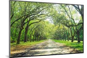 Live Oaks and Spanish Moss Wormsloe State Historic Site Savannah GA-null-Mounted Photographic Print