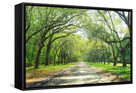 Live Oaks and Spanish Moss Wormsloe State Historic Site Savannah GA-null-Framed Stretched Canvas