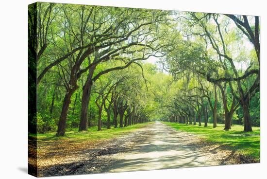 Live Oaks and Spanish Moss Wormsloe State Historic Site Savannah GA-null-Stretched Canvas