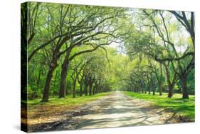 Live Oaks and Spanish Moss Wormsloe State Historic Site Savannah GA-null-Stretched Canvas