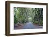 Live Oaks and Spanish Moss-Rob Tilley-Framed Photographic Print