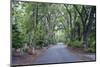 Live Oaks and Spanish Moss-Rob Tilley-Mounted Photographic Print