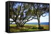 Live Oaks by the Bay I-Alan Hausenflock-Framed Stretched Canvas