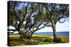 Live Oaks by the Bay I-Alan Hausenflock-Stretched Canvas