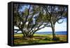 Live Oaks by the Bay I-Alan Hausenflock-Framed Stretched Canvas