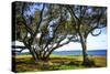 Live Oaks by the Bay I-Alan Hausenflock-Stretched Canvas