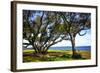 Live Oaks by the Bay I-Alan Hausenflock-Framed Photographic Print