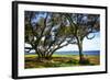 Live Oaks by the Bay I-Alan Hausenflock-Framed Photographic Print