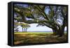 Live Oaks by the Bay II-Alan Hausenflock-Framed Stretched Canvas