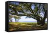 Live Oaks by the Bay II-Alan Hausenflock-Framed Stretched Canvas