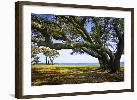 Live Oaks by the Bay II-Alan Hausenflock-Framed Photographic Print