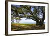 Live Oaks by the Bay II-Alan Hausenflock-Framed Photographic Print