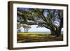 Live Oaks by the Bay II-Alan Hausenflock-Framed Photographic Print