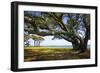 Live Oaks by the Bay II-Alan Hausenflock-Framed Photographic Print