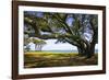 Live Oaks by the Bay II-Alan Hausenflock-Framed Photographic Print