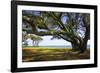 Live Oaks by the Bay II-Alan Hausenflock-Framed Photographic Print