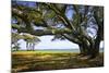 Live Oaks by the Bay II-Alan Hausenflock-Mounted Photographic Print