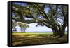 Live Oaks by the Bay II-Alan Hausenflock-Framed Stretched Canvas