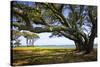 Live Oaks by the Bay II-Alan Hausenflock-Stretched Canvas