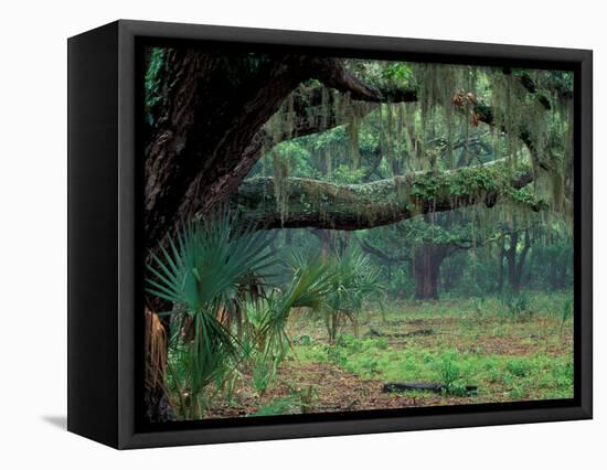 Live Oaks Covered in Spanish Moss and Ferns, Cumberland Island, Georgia, USA-Art Wolfe-Framed Stretched Canvas