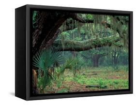 Live Oaks Covered in Spanish Moss and Ferns, Cumberland Island, Georgia, USA-Art Wolfe-Framed Stretched Canvas