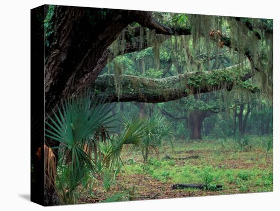 Live Oaks Covered in Spanish Moss and Ferns, Cumberland Island, Georgia, USA-Art Wolfe-Stretched Canvas
