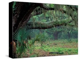 Live Oaks Covered in Spanish Moss and Ferns, Cumberland Island, Georgia, USA-Art Wolfe-Stretched Canvas