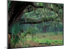 Live Oaks Covered in Spanish Moss and Ferns, Cumberland Island, Georgia, USA-Art Wolfe-Mounted Photographic Print