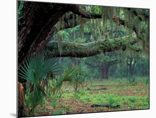 Live Oaks Covered in Spanish Moss and Ferns, Cumberland Island, Georgia, USA-Art Wolfe-Mounted Photographic Print