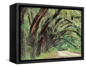 Live Oaks Covered in Spanish Moss and Ferns, Cumberland Island, Georgia, USA-Art Wolfe-Framed Stretched Canvas