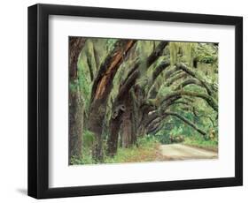 Live Oaks Covered in Spanish Moss and Ferns, Cumberland Island, Georgia, USA-Art Wolfe-Framed Photographic Print