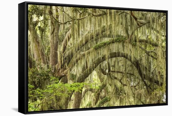 Live oaks draped in Spanish moss at sunrise, Circle B Bar Reserve, Polk County, near Lakeland, Flor-Adam Jones-Framed Stretched Canvas