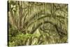 Live oaks draped in Spanish moss at sunrise, Circle B Bar Reserve, Polk County, near Lakeland, Flor-Adam Jones-Stretched Canvas