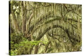 Live oaks draped in Spanish moss at sunrise, Circle B Bar Reserve, Polk County, near Lakeland, Flor-Adam Jones-Stretched Canvas